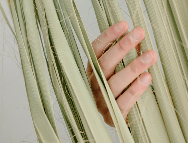 bamboo